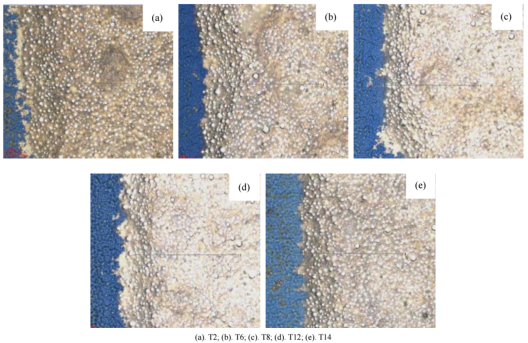 3D images of cured silver-coated copper conductive paste under different curing agent systems (a–e correspond to samples T2/T6/T8/T12/T14).png